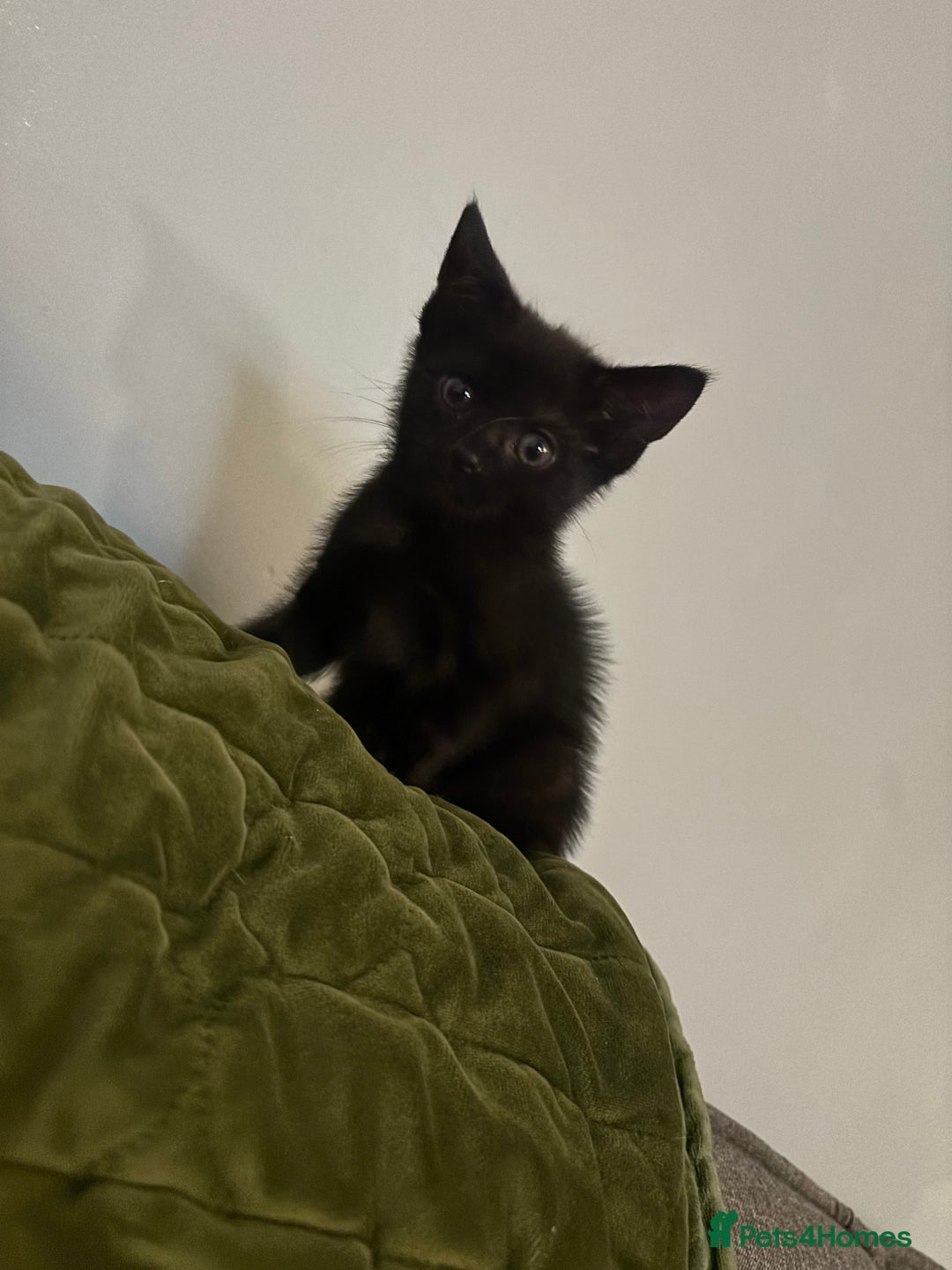 Domestic Shorthair cats for sale: Beautiful black baby boy - Image 2