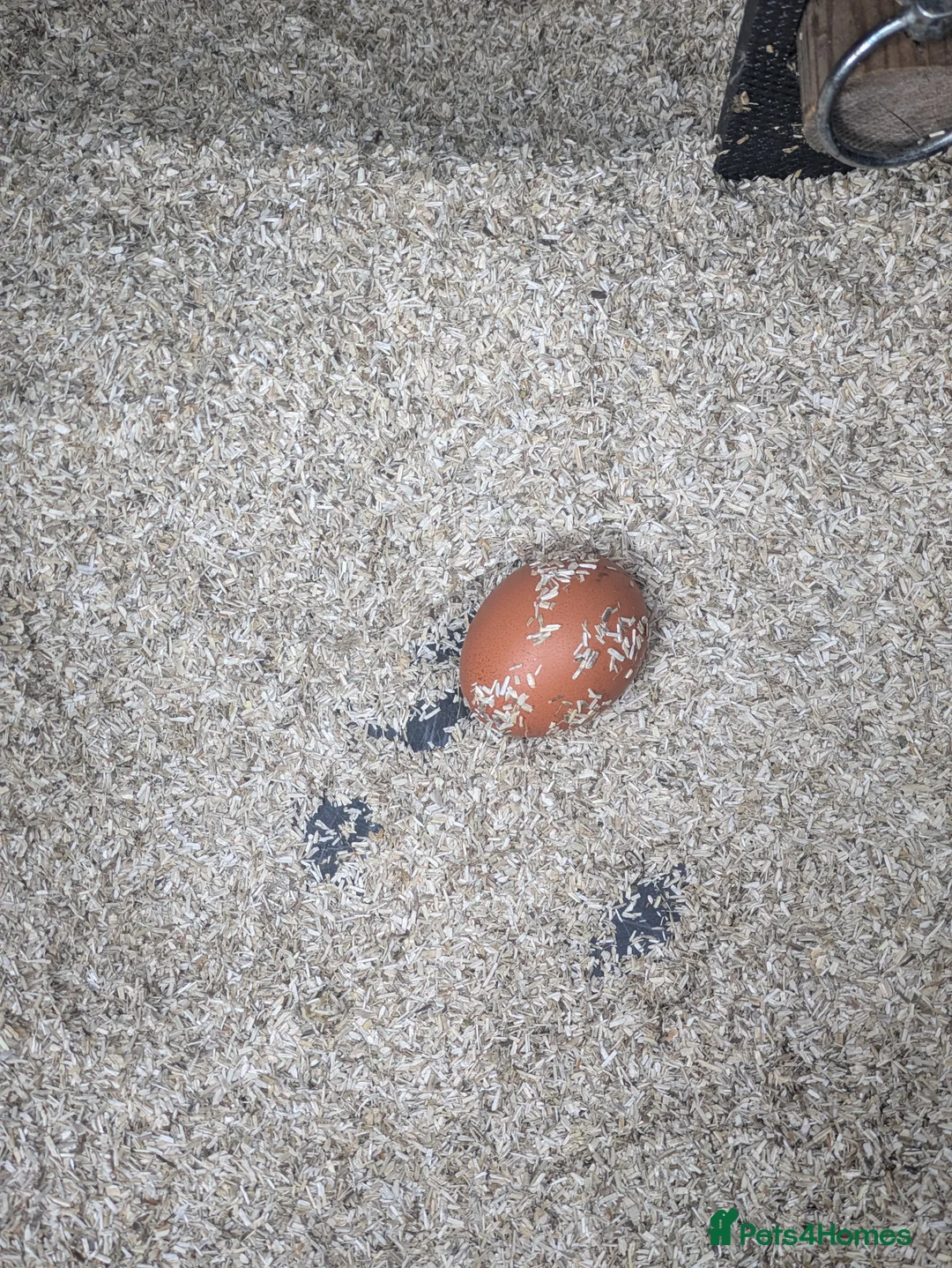 Chickens poultry for sale: 3 Hens+Nestera Lodge+Omlet Auto Door+Walk-In Run in Newbridge - Advert 4