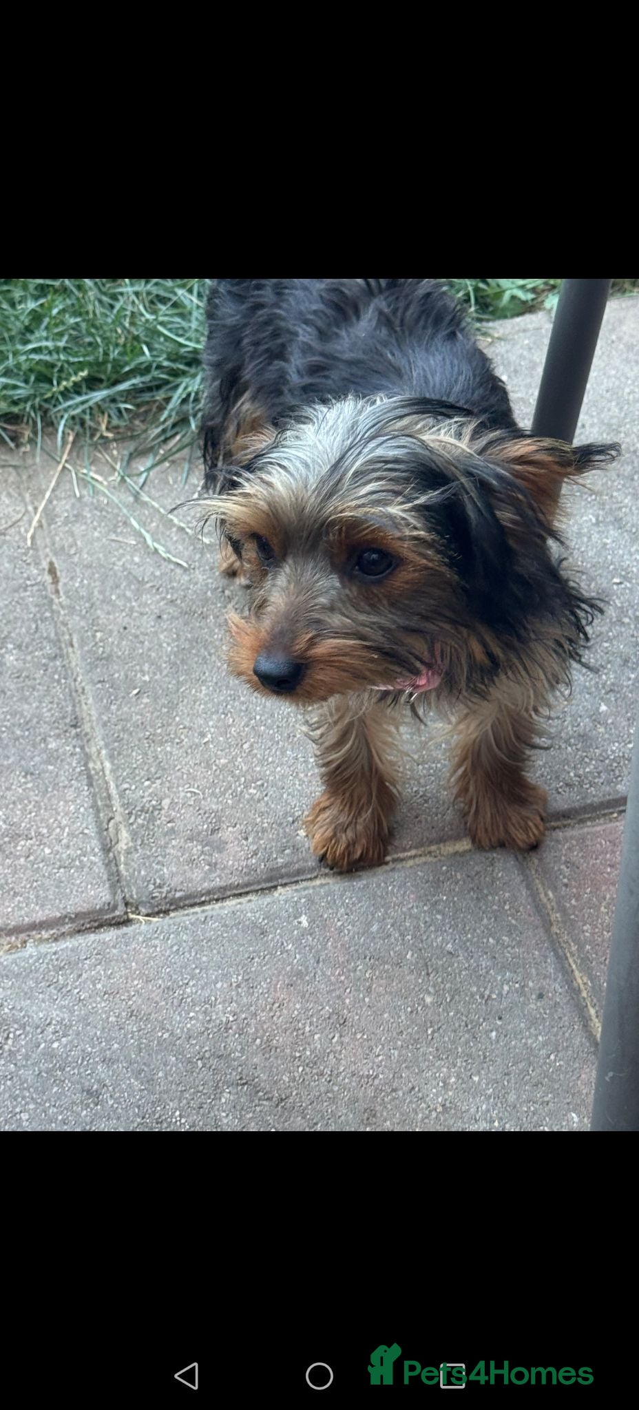 Yorkshire Terrier dogs 6 month old girl pup £900 - Advert 5