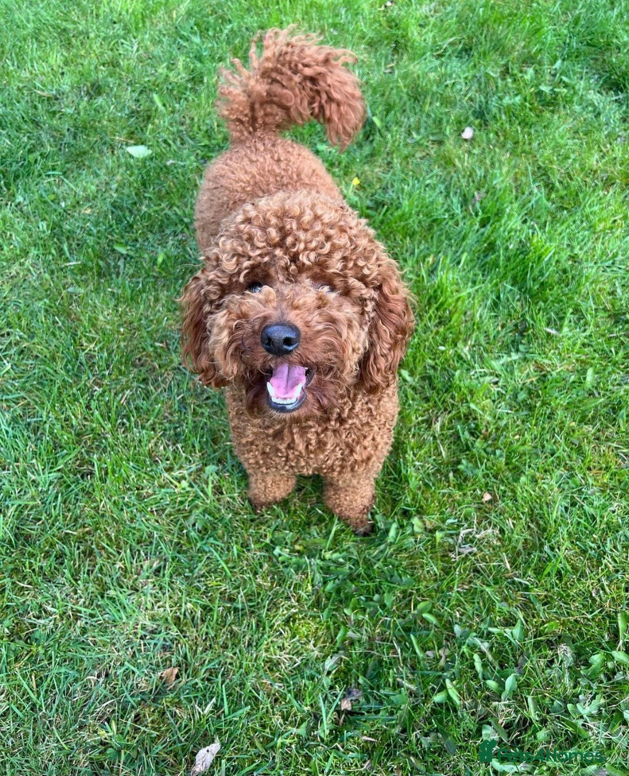 Miniature Poodle dogs KC FULLY HEALTH TESTED Mini Poodle STUD  in Bacup - Advert 17