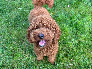 Miniature Poodle dogs KC FULLY HEALTH TESTED Mini Poodle STUD in Bacup - Advert 1