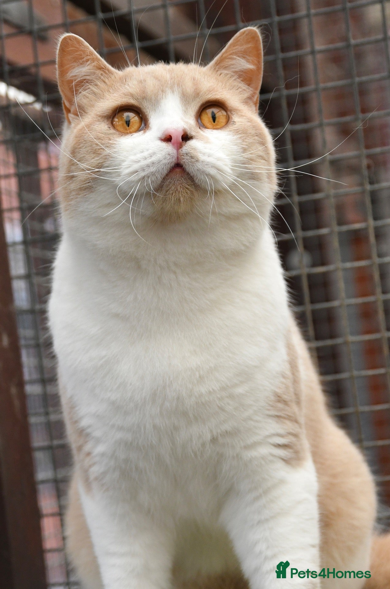 British Shorthair cats Stunning Cream British Shorthair girl - Advert 2
