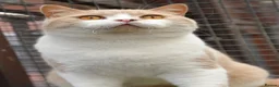 British Shorthair cats for sale: Stunning Cream British Shorthair girl - Advert 2