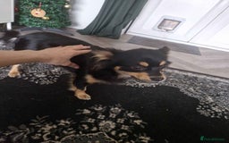 Pomchi dogs for sale: Friendly Small Dog for Sale - Image 4