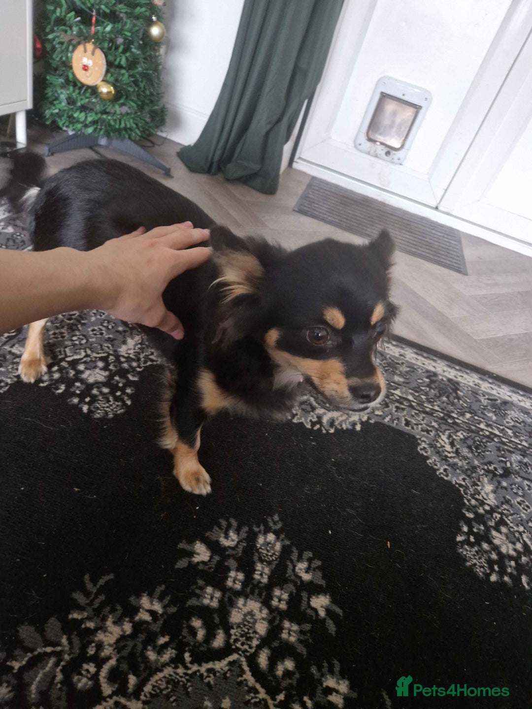 Pomchi dogs for sale: Friendly Small Dog for Sale - Image 4