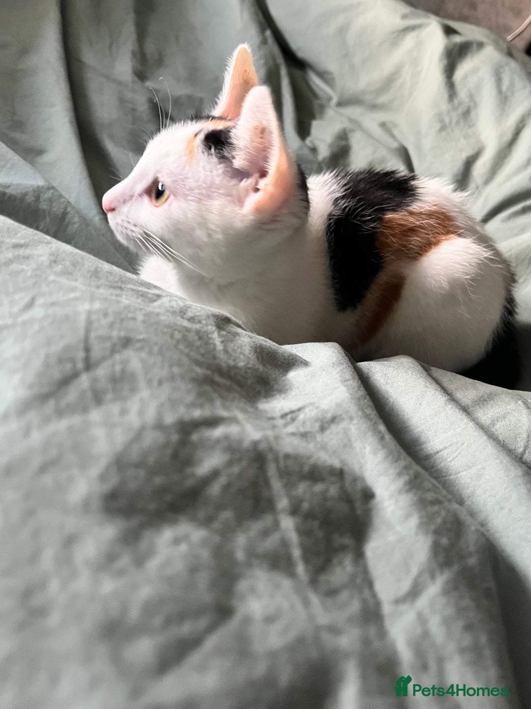 Domestic Shorthair cats for sale: Mother and Kitten (female) - Image 2