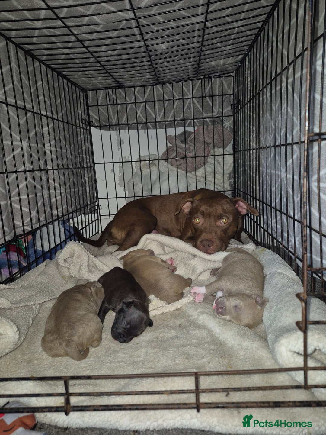 Mixed Breed dogs for sale: Red nose pittie cross cane corso cross blue staffy - Image 1