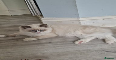 Ragdoll cats in Colchester - Advert 2