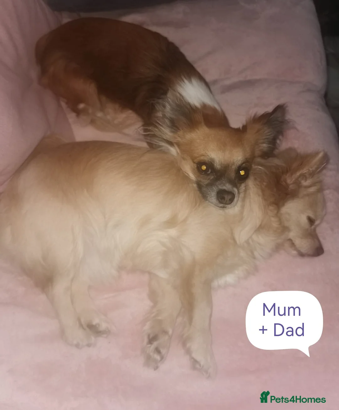 Chihuahua dogs for sale: Pure Chihuahua puppies  - Advert 34
