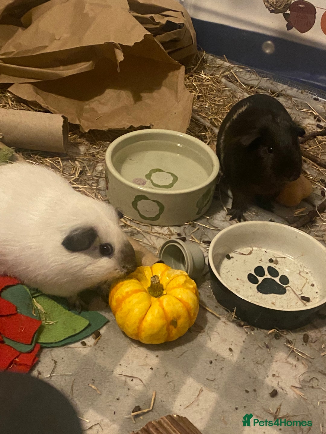 Guinea Pig rodents for sale: Lone boar for sale  - Advert 2