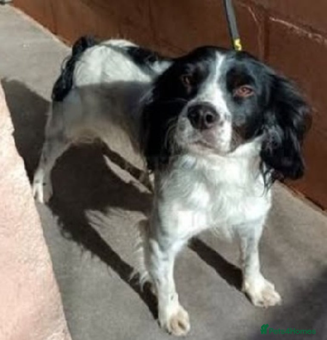 Brittany Spaniel dogs for adoption: Gorgeous, friendly Chicle in Camberley, Surrey - Image 3