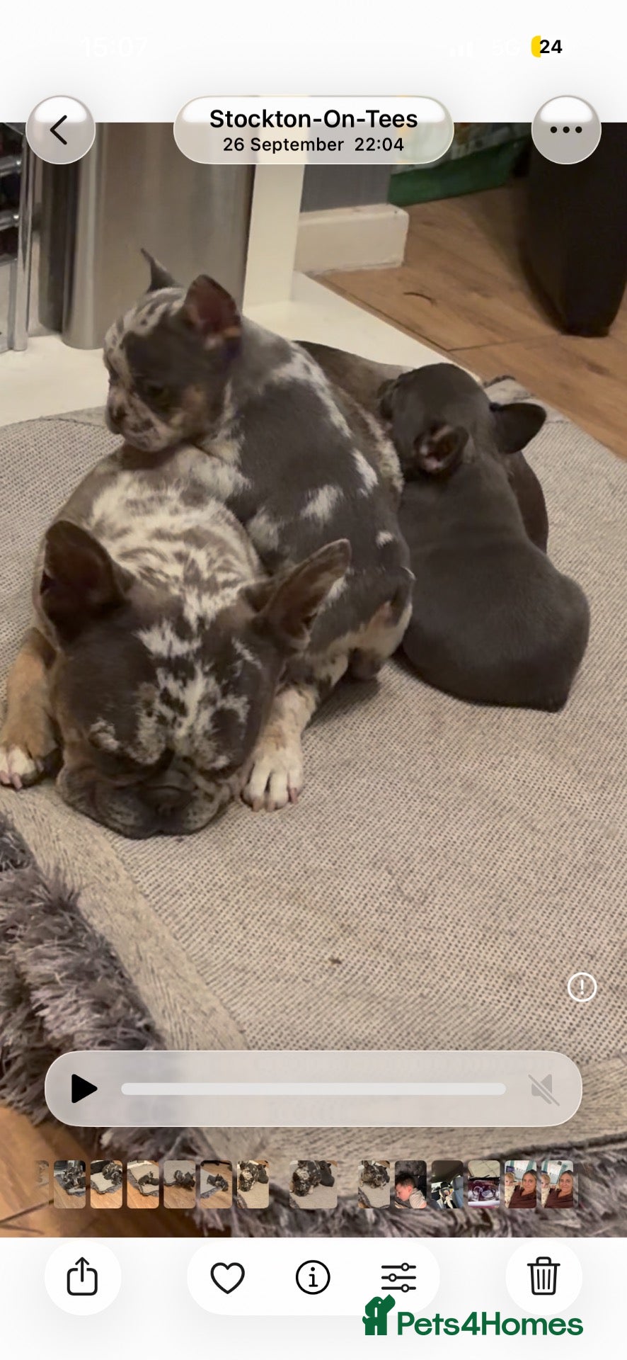French Bulldog dogs for sale: 2 beautiful female French bull puppies  - Advert 12