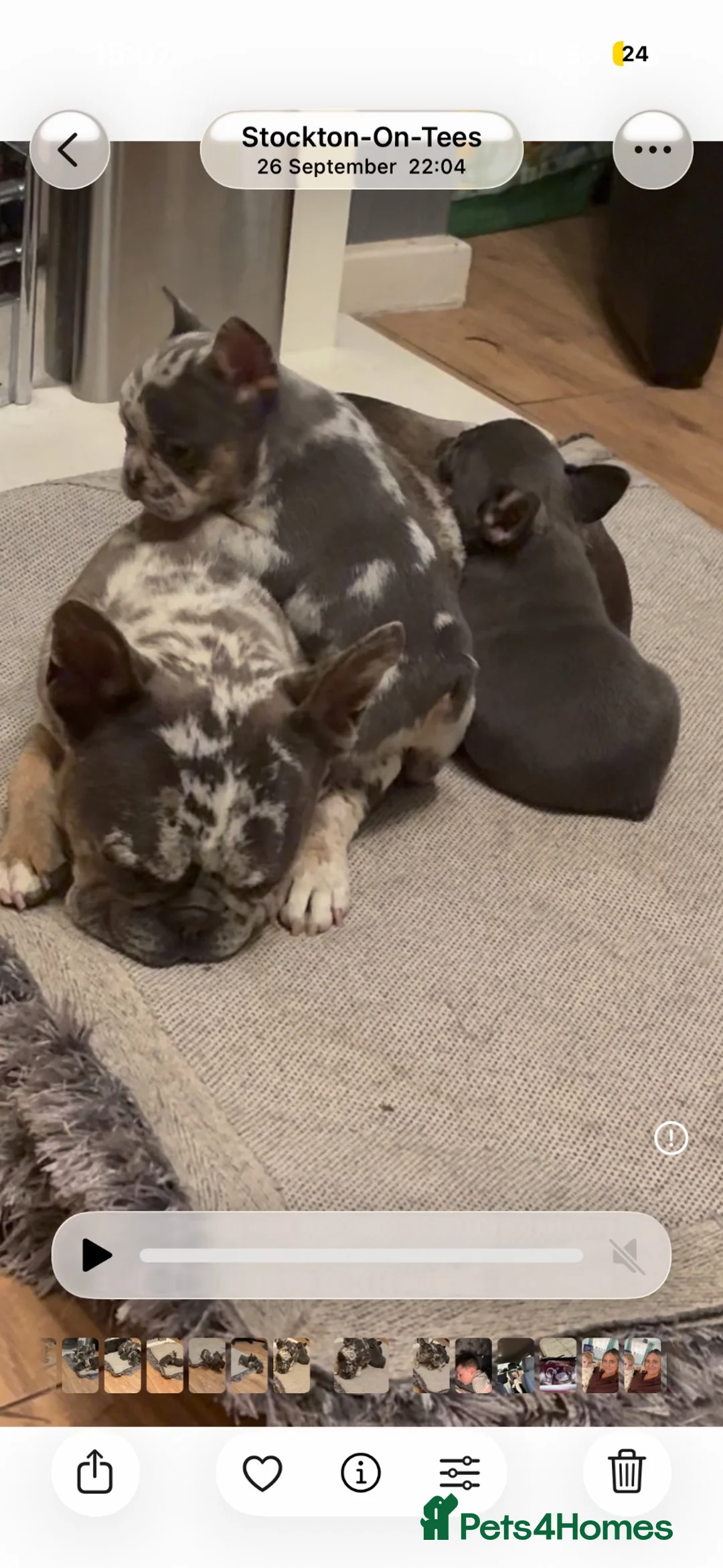 French Bulldog dogs for sale: 2 beautiful female French bull puppies  in Stockton-on-Tees - Advert 1