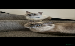 Ragdoll cats for sale: Mother (10) & Daughter (4) - Image 2