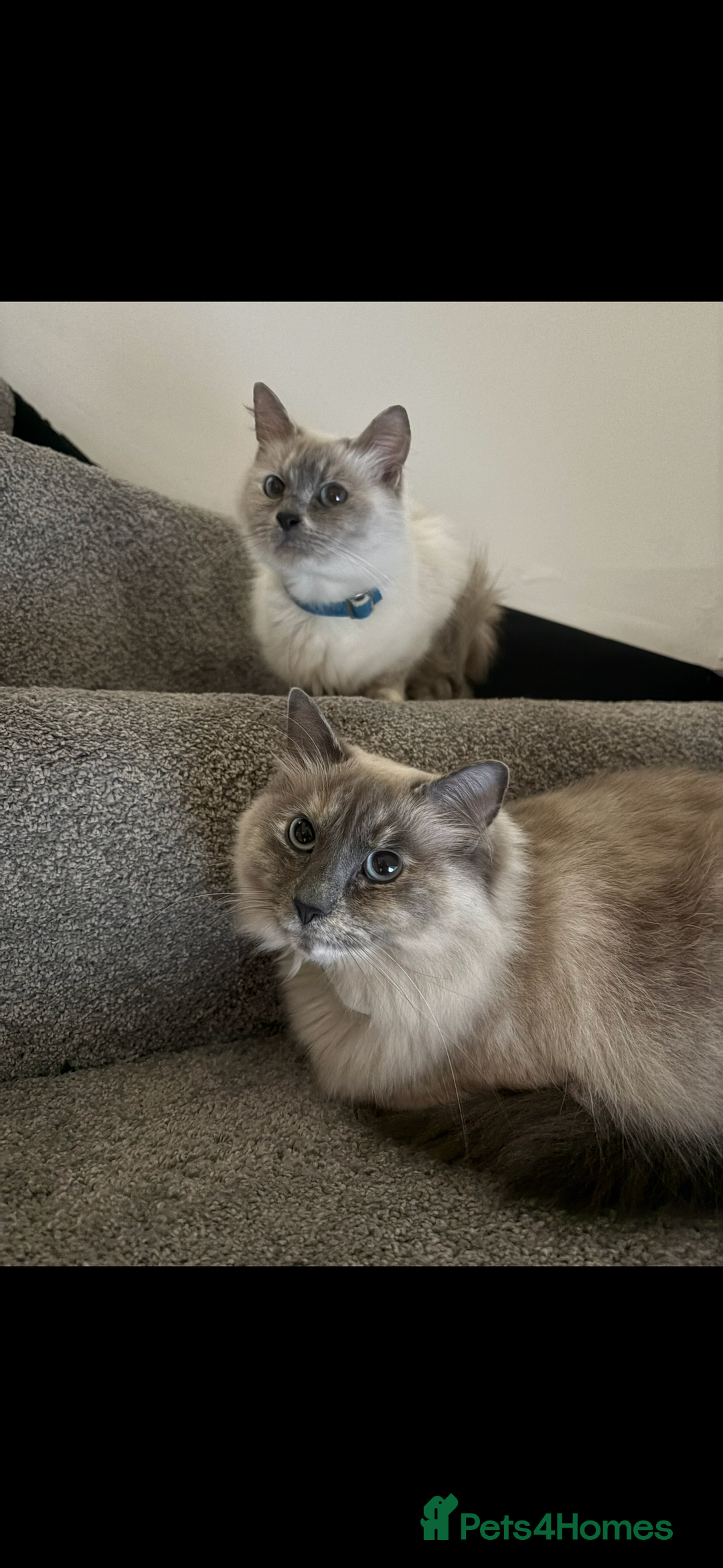 Ragdoll cats for sale: Mother (10) & Daughter (4) - Image 2