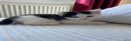 Domestic Shorthair cats for sale: Domestic shorthair kittens - Advert 1