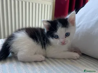 Domestic Shorthair cats Domestic shorthair kittens - Advert 6