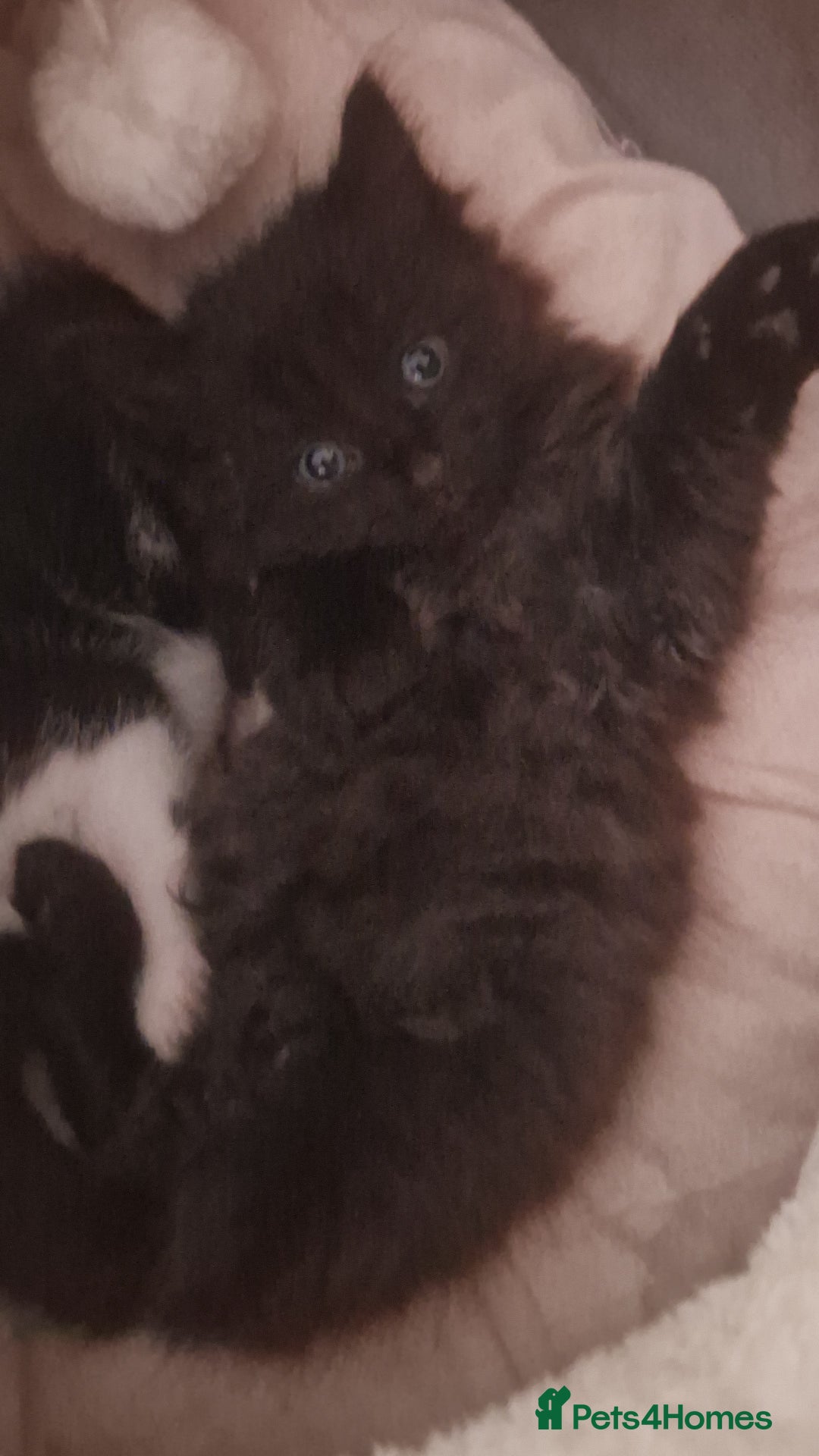Siberian cats for sale: 2 beautiful black Siberian cross kittens - Image 2