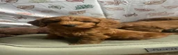 Cockapoo dogs for sale: HEALTH TESTED COCKAPOOS - Advert 3
