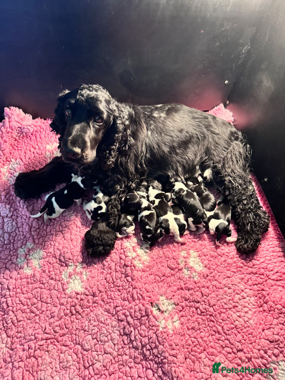 Cocker Spaniel dogs for sale: Outstanding Show Type Cocker Spaniel puppies  - Advert 1