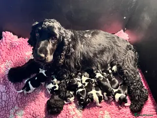 Cocker Spaniel dogs for sale: ONLY 1 BOY LEFT! Outstanding Show Type - Advert 1