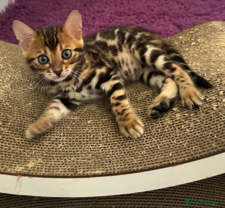 Bengal cats  Bengal Kittens – Ready for Loving Homes - Advert 3