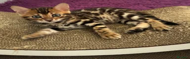 Bengal 1