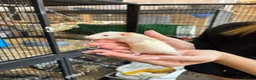 Rat rodents for sale: Hairless, dumbos and fancy rats - Advert 2