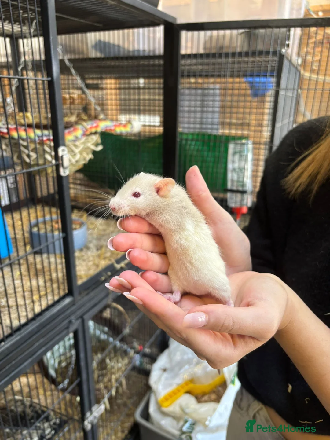 Rat rodents for sale: Hairless, dumbos and fancy rats - Advert 2