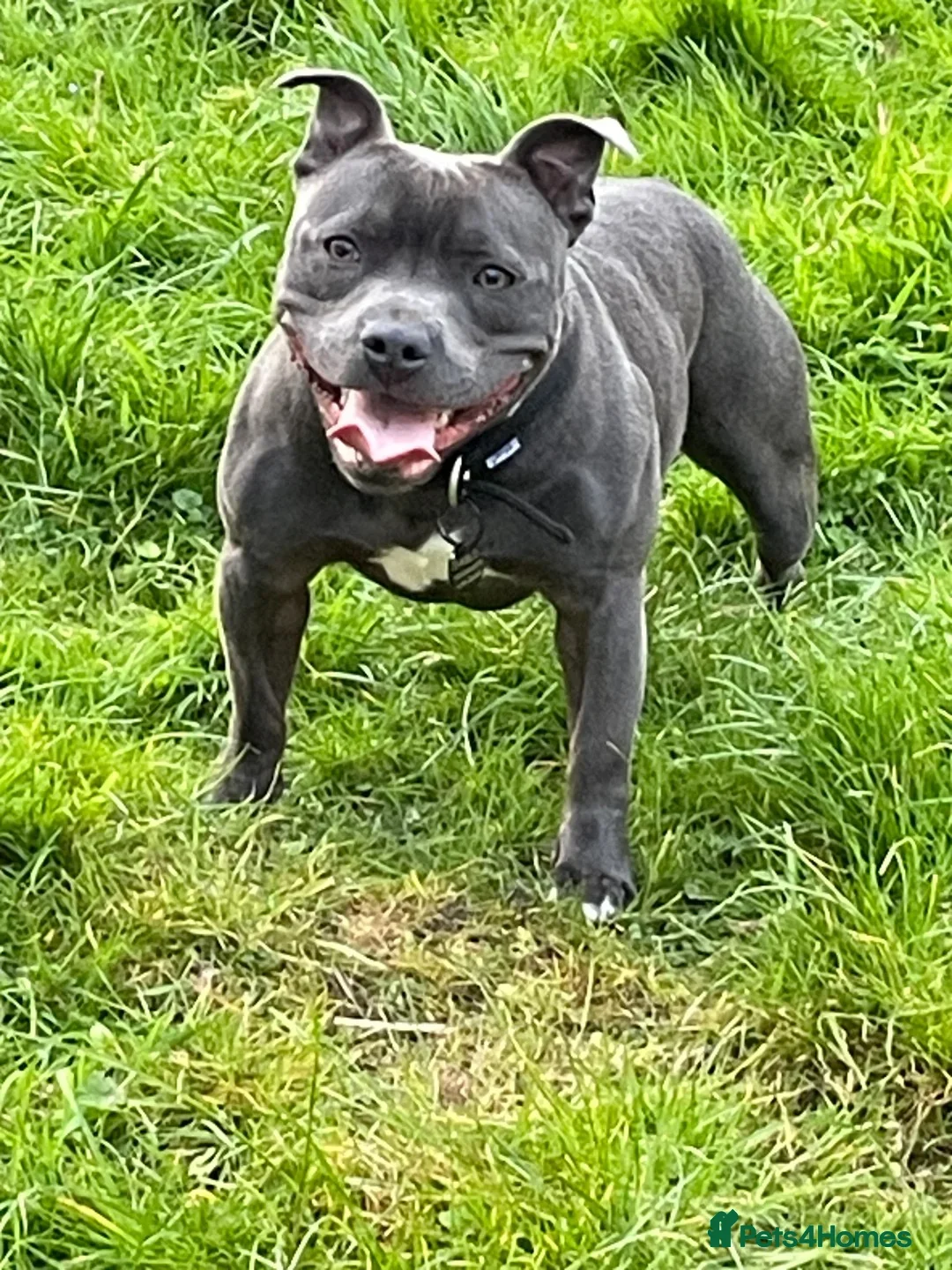 Staffordshire Bull Terrier dogs for stud: Proven KC Blue Staffy For Stud  - Advert 2
