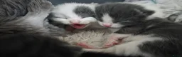 Mixed Breed cats for sale: LITTLE ROYALS READY TO FIND THEIR FOREVER HOMES 🐾 - Advert 6