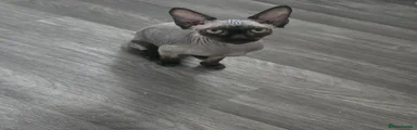 Sphynx 4