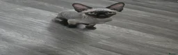 Sphynx cats for sale: 2 GIRLS Looking for Their Forever 🏰 - Advert 19