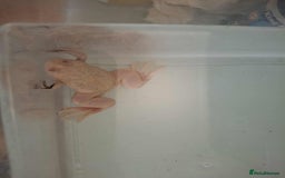 Frog reptiles for sale: Male African Clawed Frog - Image 3