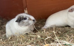 Guinea Pig rodents for sale: Beautiful mix of female Guineapigs  - Image 8