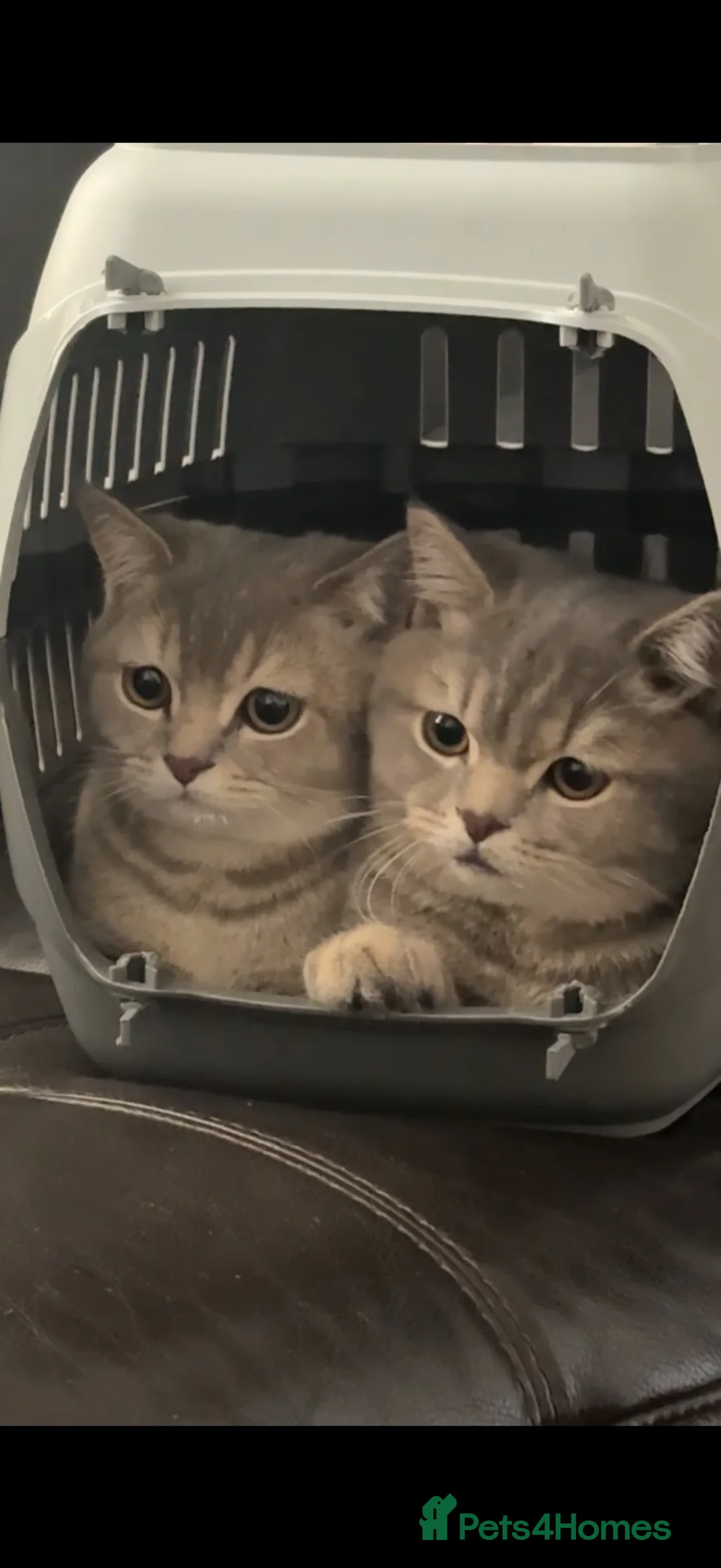 Scottish Fold cats for sale: 2 6 Months loving scottish Kittens - Advert 1