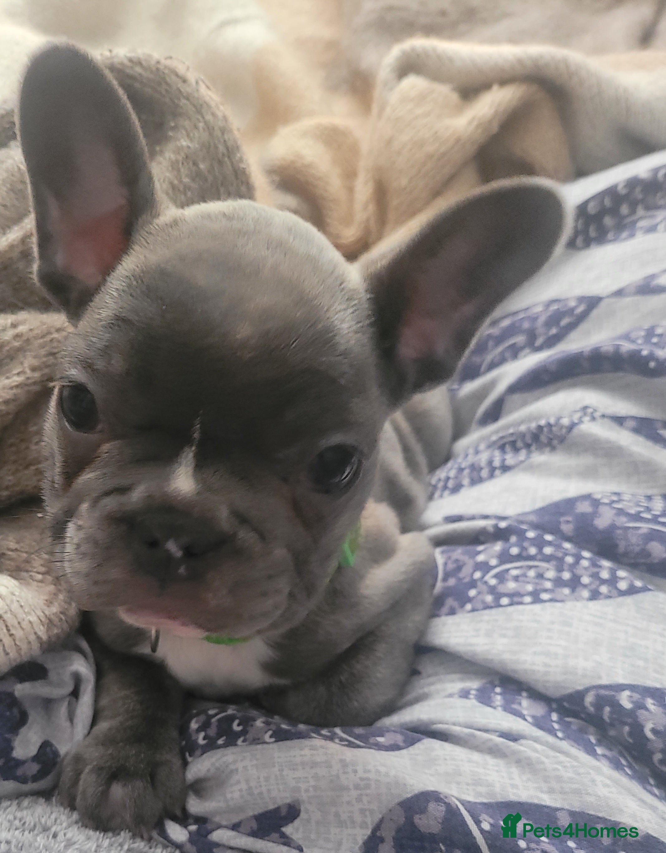 French Bulldog dogs Frenchie babies looking for their forever homes - Advert 2