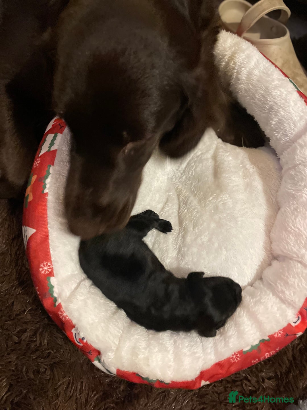 Mixed Breed dogs for sale: Golden retriever x Flatcoat retriever  - Advert 6