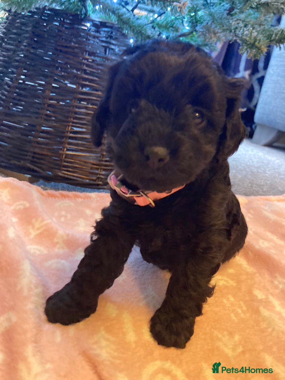 Cavapoo dogs for sale: F1b cavapoo puppies - Advert 27