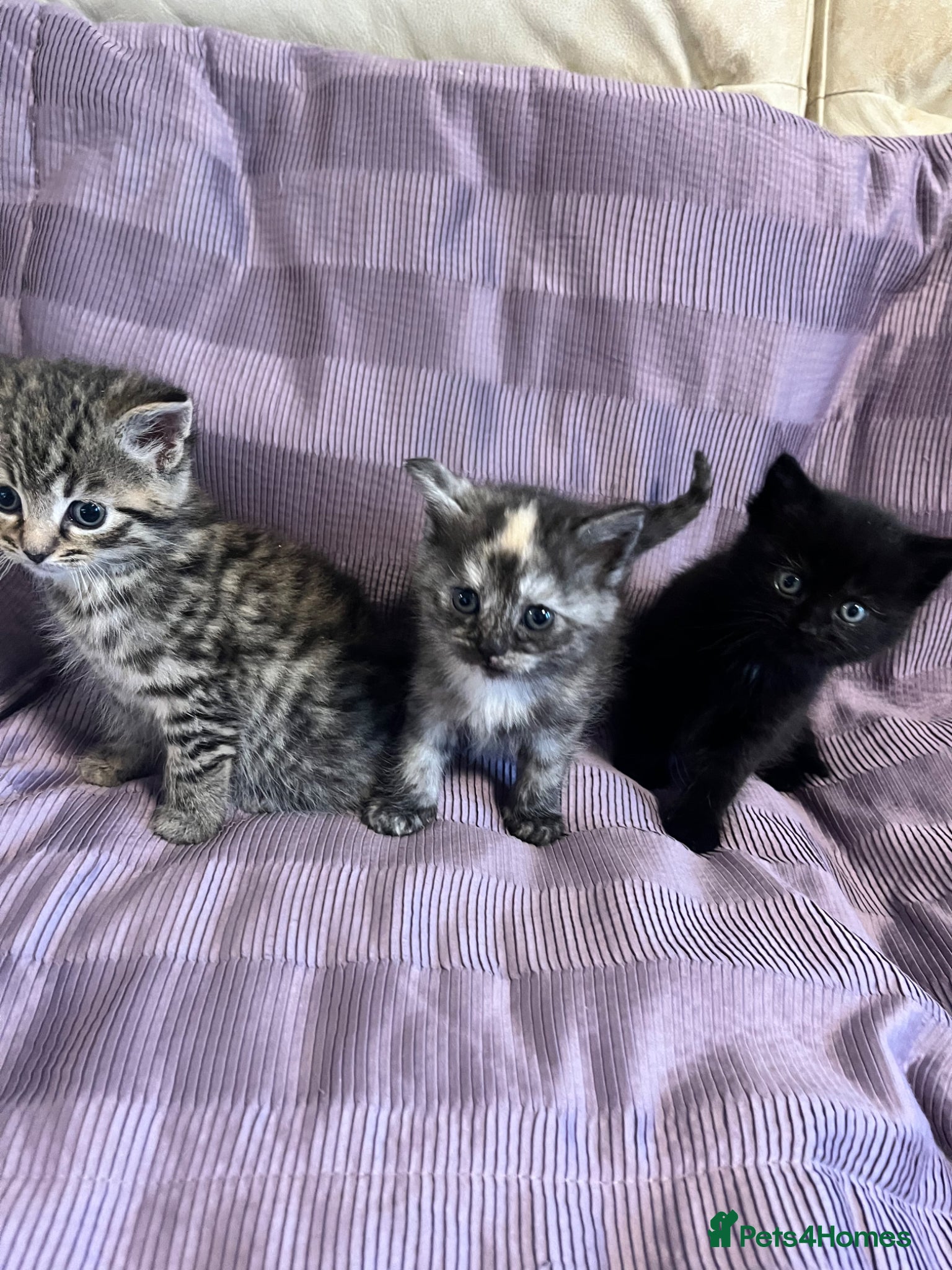 Maine Coon cats Maine coon kittens  - Advert 17