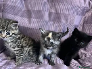 Maine Coon cats Maine coon kittens - Advert 17