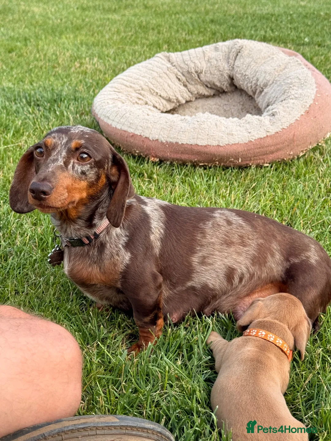Miniature Dachshund dogs for sale: Beautiful miniature dachshund puppies available  - Advert 1