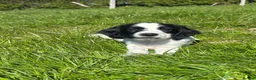 English Springer Spaniel dogs for sale: Gorgeous KC Springer Spaniels with excellent lines - Advert 12