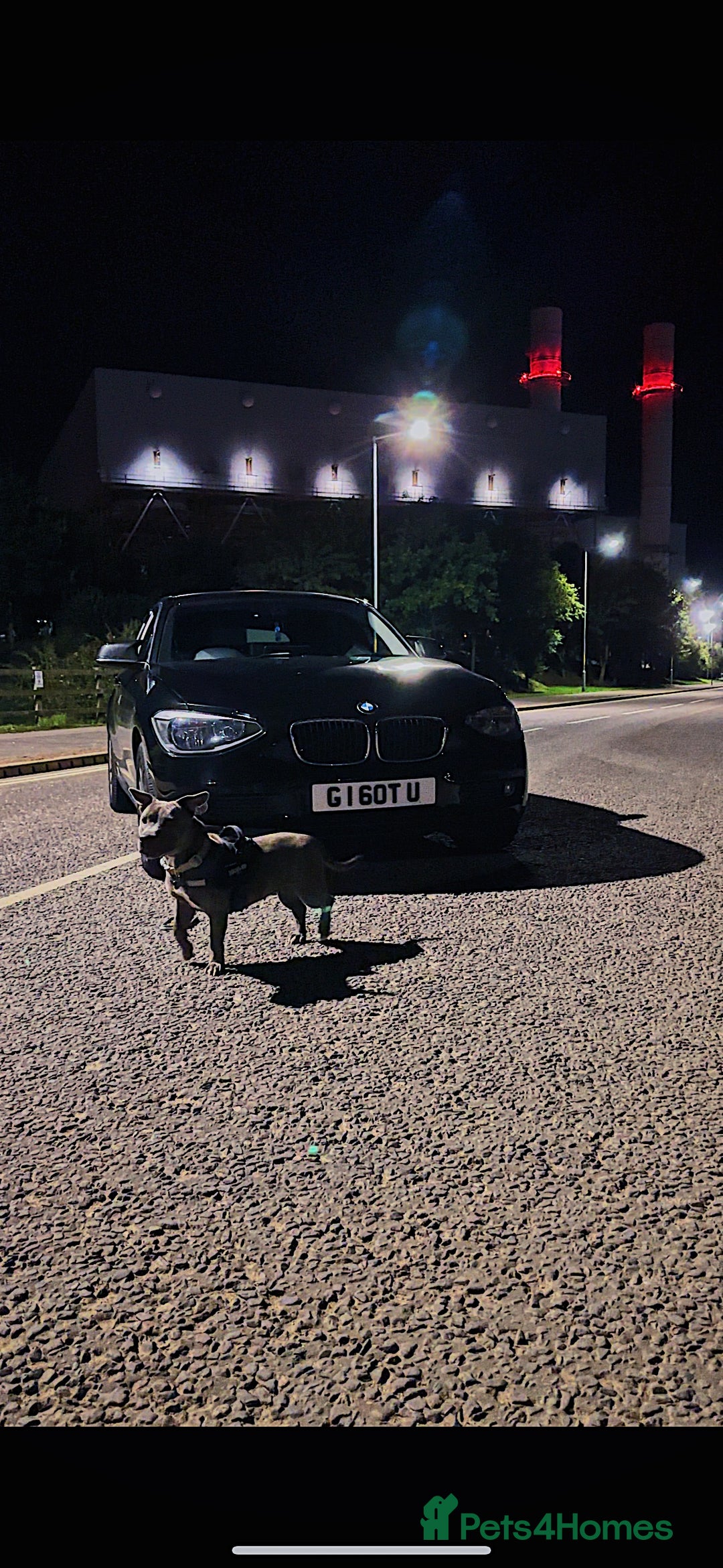 Staffordshire Bull Terrier dogs for sale: Beautiful Blue Staffy Girl Remi 🩷 - Image 5