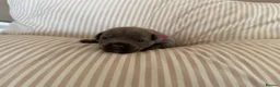 Staffordshire Bull Terrier dogs for sale: KC staffy puppies Available - Advert 11