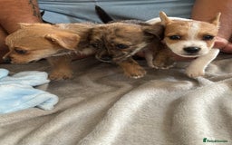 Jack Russell dogs for sale: Jack Russell puppies  - Image 2