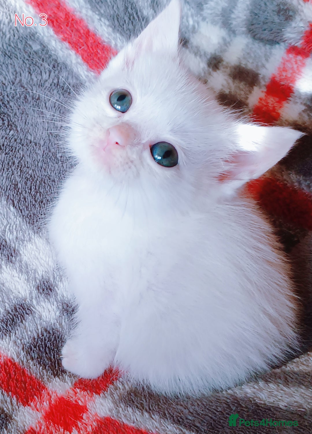 Mixed Breed cats for sale: 4 Gorgeous Pure White Kittens Available 7th Nov - Image 15
