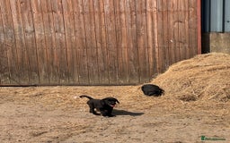 Labrador Retriever dogs for sale: 5 Labrador puppies for sale  - Image 8