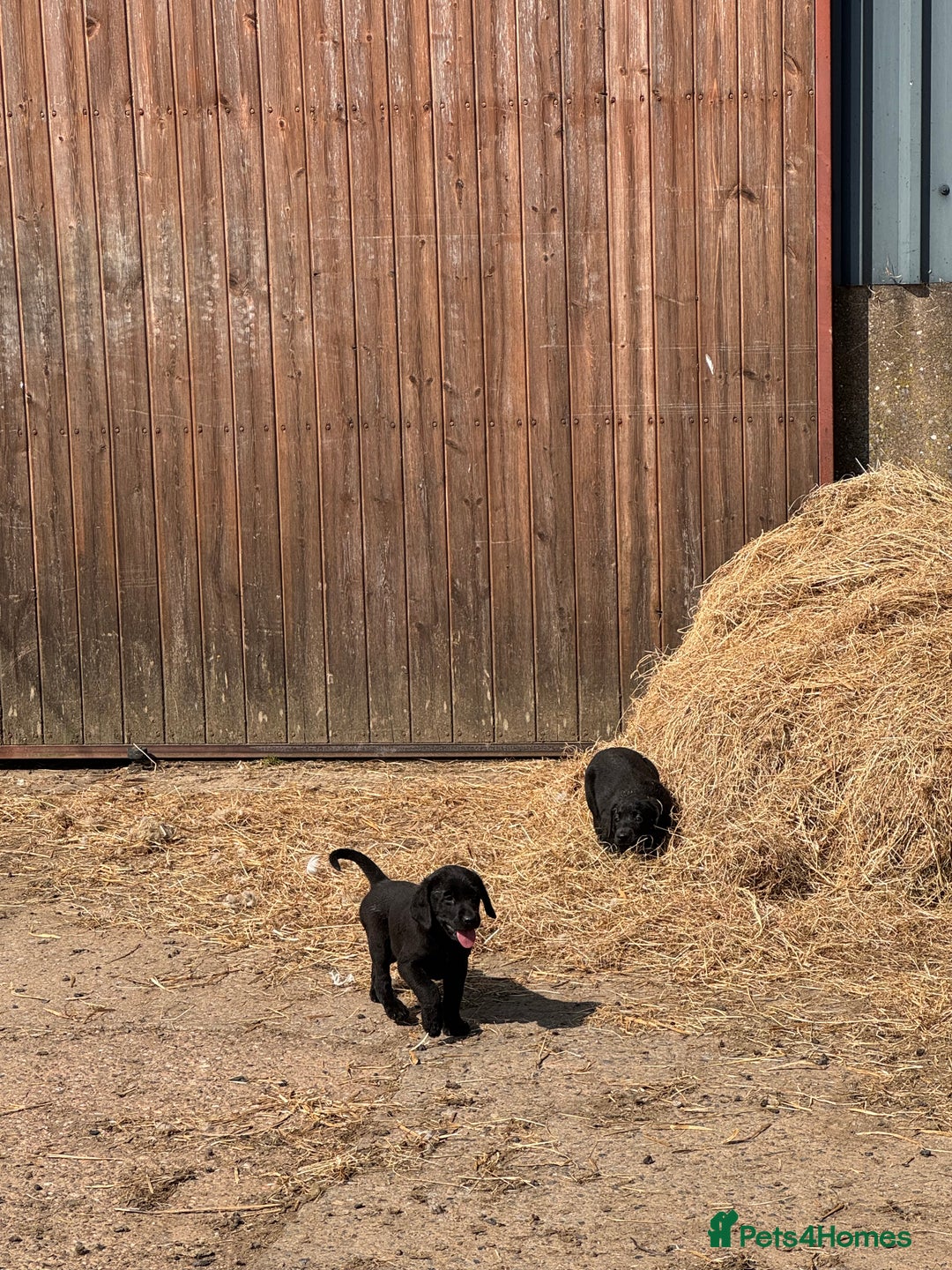 Labrador Retriever dogs for sale: 5 Labrador puppies for sale  - Image 8