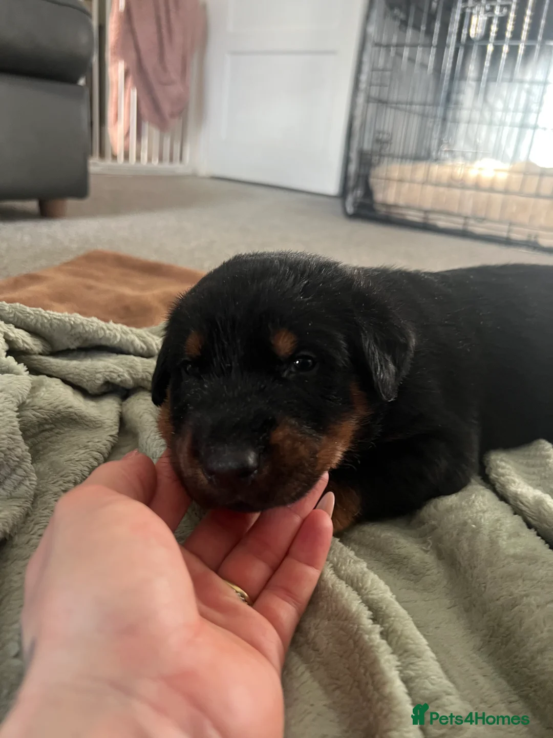 Mixed Breed dogs for sale: Adorable Doberman & Beauceron puppies for sale - Advert 29